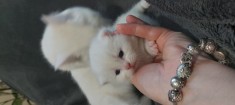 British Shorthair White