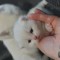 British Shorthair White