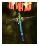 Tablou Canvas, "Colibri &icirc;n zbor spre flori roșii", Zbor, Colibri, Nectar, Verde, Aripi, Flori, Sclipire, Natură, Delicatețe, Viteză, 26 x 39 cm, CMCLA