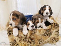 Pui de Beagle Tricolor