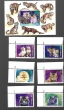 mongolia pisici mnh