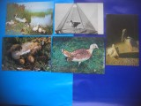HOPCT LOT NR 370 PASARI DIN DELTA DUNARII -TULCEA-5 CARTI POSTALE-NECIRCULATE