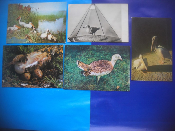 HOPCT LOT NR 370 PASARI DIN DELTA DUNARII -TULCEA-5 CARTI POSTALE-NECIRCULATE