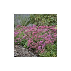 SEDUM CARL, 1 BUC
