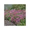 SEDUM CARL, 1 BUC