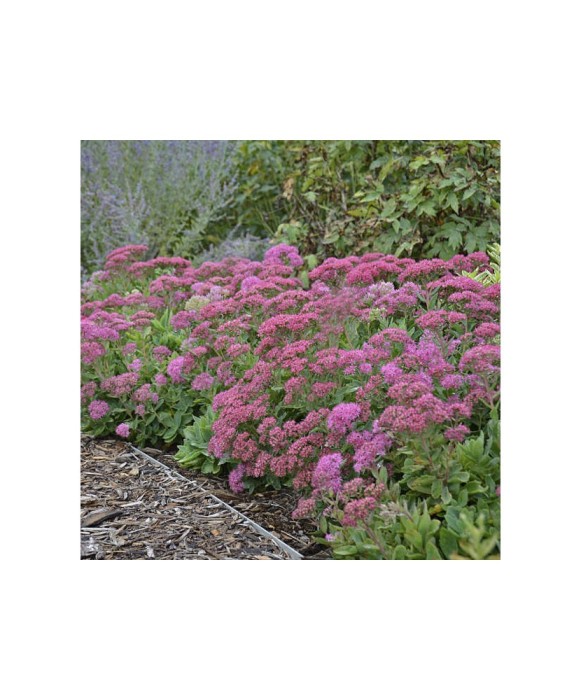 SEDUM CARL, 1 BUC