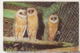 Bnk cp Bucuresti - Gradina zoologica - Striga - necirculata, Printata