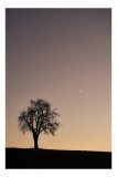 Tablou Canvas, "Luna și copacul singuratic", Copac, Asfințit, Siluetă, Cer, Semilună, Peisaj, Liniște, Seară, 26 x 39 cm, CMCLASS
