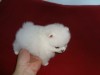 Pomeranian mini toy