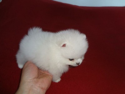 Pomeranian mini toy foto