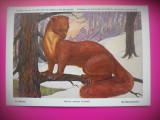 HOPCT 6235 JDER-MARTES MARTES -MUSTELIDE -FAUNA EUROPA-CP CHROMO LITHO -MUZEUL REGAL STIINTE NATURALE BELGIA-NECIRCULATA, Printata