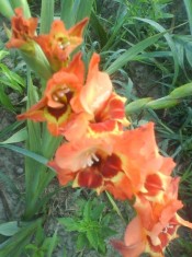 Gladiole Alice Tip Fluture Pachet de 5 bulbi foto