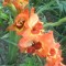 Gladiole Alice Tip Fluture Pachet de 5 bulbi