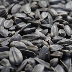 Semințe de floarea soarelui, m&acirc;ncare pentru păsări, semințe floarea soarelui negre, 25 kg
