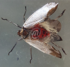 Musca turnata in rasina foto