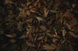Tablou Canvas, "Frumusețea Trecătoare a Toamnei", Frunze, Toamnă, Natură, Textură, Maro, Usucate, Covor, Vegetație, &Icirc;ntunecat, Păm&acirc;ntiu, 39 x 26 cm, C