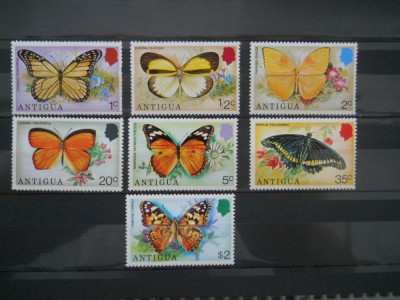 ANTIGUA FLUTURI MH foto
