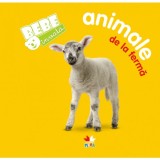 Bebe invata: Animale de la ferma |