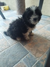 Bichon havanez