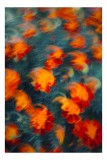 Tablou Canvas Abstract Floral Dansul focului &icirc;n grădina viselor, 26 x 39 cm, CMCLASS