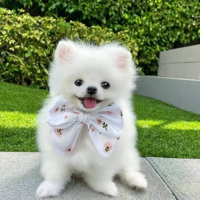 Pomeranian mini foto