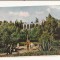 FA68-Carte Postala-UCRAINA- Yalta, Gagarin Park, necirculata 1963