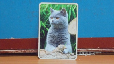 CALENDAR PISICA GRI - 2017 foto