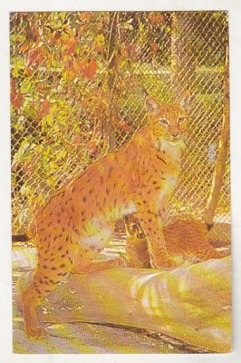 bnk cp Gradina zoologica Bucuresti - Ras - circulata foto