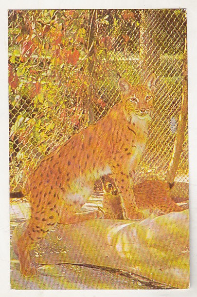 bnk cp Gradina zoologica Bucuresti - Ras - circulata