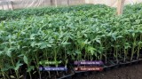 Rasad de rosii | Rasaduri tomate vinete ardei si alte rasaduri legume 2025