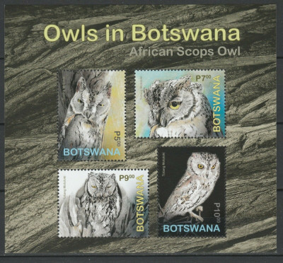 BOTSWANA 2020 FAUNA PASARI BUFNITE foto