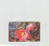 bnk card Cartele telefonice - Romania Romtelecom 2004 - Flowers 2 - Col:RO-ROM-0274B