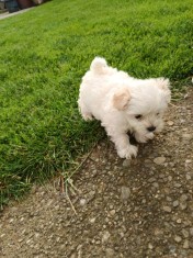 Bichon havanez