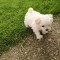 Bichon havanez