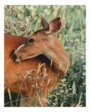 Tablou Canvas, "Căprioara printre flori de vară", Natură, Bl&acirc;ndețe, Vegetație, Cerb, Tranquilitate, Pastoral, Peisaj, Vărsat, Serenitate, Teren, Viu,