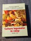 Cultura legumelor in camp Valentin Voican