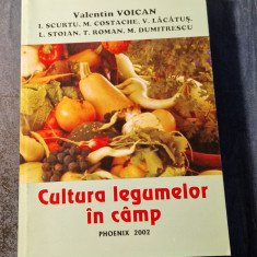 Cultura legumelor in camp Valentin Voican