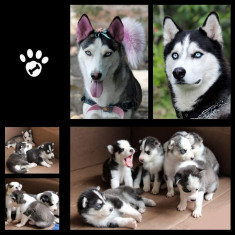 Husky siberian - ochii albastri foto