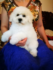 Bichon frise,catei de rasa ,cu pedigree foto