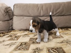 Pui de Beagle Tricolor