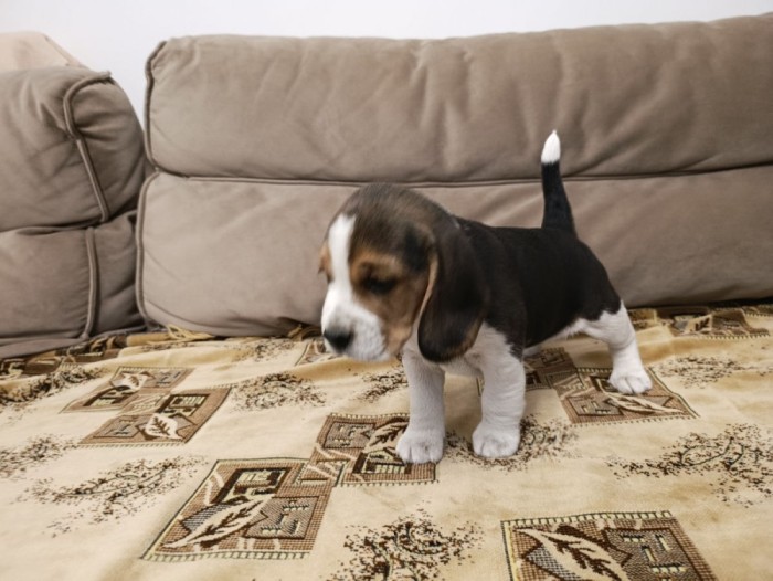 Pui de Beagle Tricolor