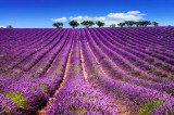 Cumpara ieftin Fototapet autocolant Lavanda5, 200 x 150 cm