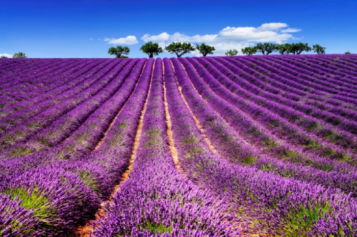 Fototapet autocolant Lavanda5, 200 x 150 cm