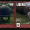 LIBERIA 2016 WWF HIPOPOTAMI