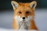 Tablou Canvas, "Vulpea &icirc;n zăpada tăcută", Fox, Red, Alert, Curious, Fluffy, Whiskers, Ears, Snow, Outdoors, 39 x 26 cm, CMCLASS
