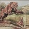 BC210, Afganistan 1998, colita fauna, animale preistorice