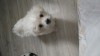 Bichon Maltez