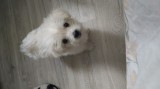 Bichon Maltez