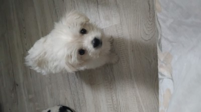 Bichon Maltez foto