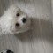 Bichon Maltez